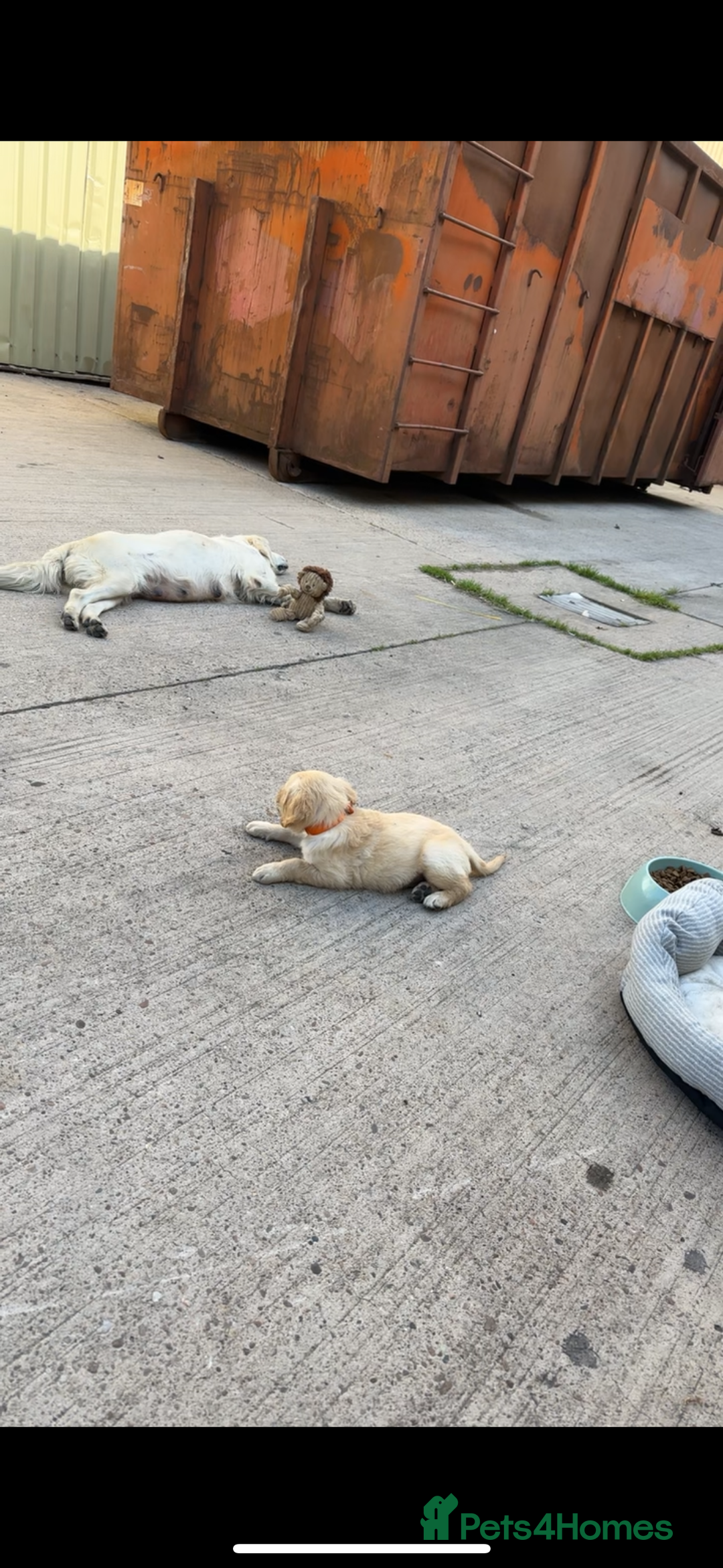 Golden Retriever dogs for sale: Golden Retriever  - Image 3