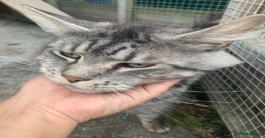 Maine Coon cats - Advert 14