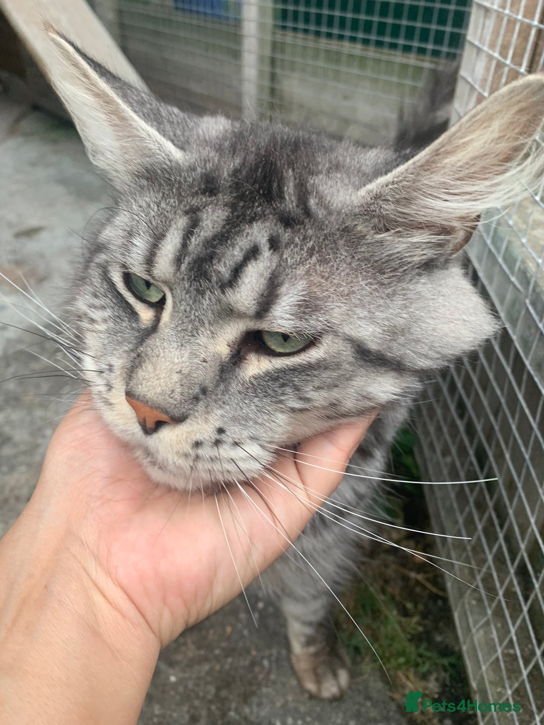 Maine Coon cats for sale: Male Maine coon - Image 2