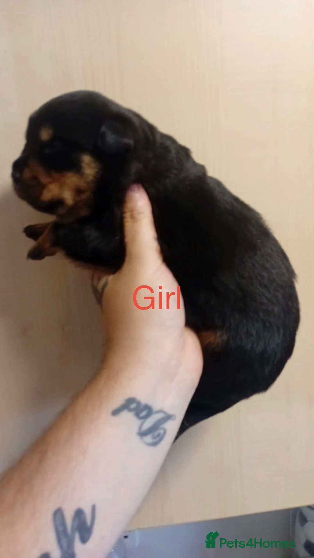 Rottweiler dogs for sale: Rottweiler puppies - Advert 13