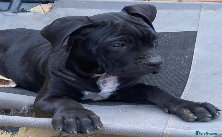 Cane Corso dogs - Advert 2
