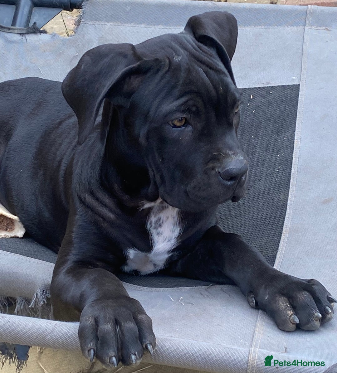 Cane Corso dogs for sale: Big Pure Cane Corso Puppies Ready Now!  - Image 1