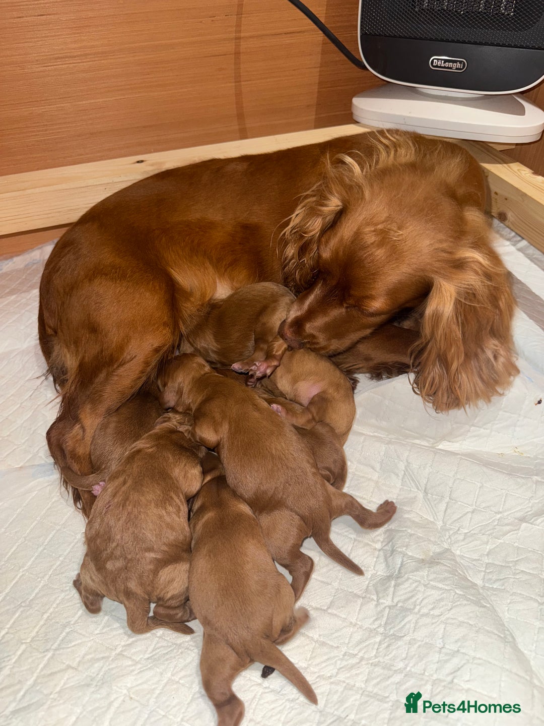 Cockapoo dogs for sale: 7 Golden Cockapoo girls - Advert 12