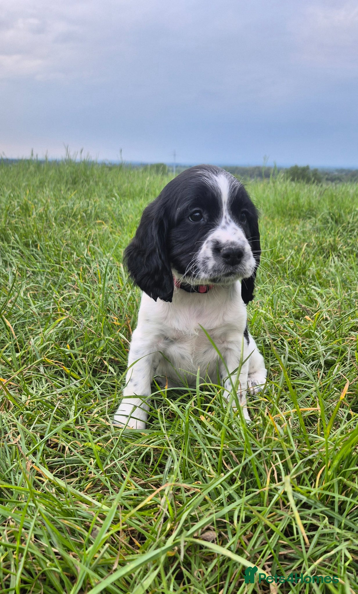 Sprocker dogs F1 sprocker puppies  - Advert 3
