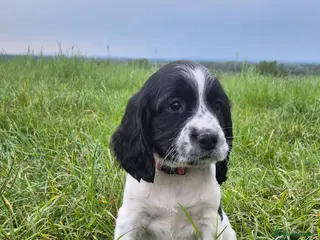 Sprocker dogs F1 sprocker puppies - Advert 3