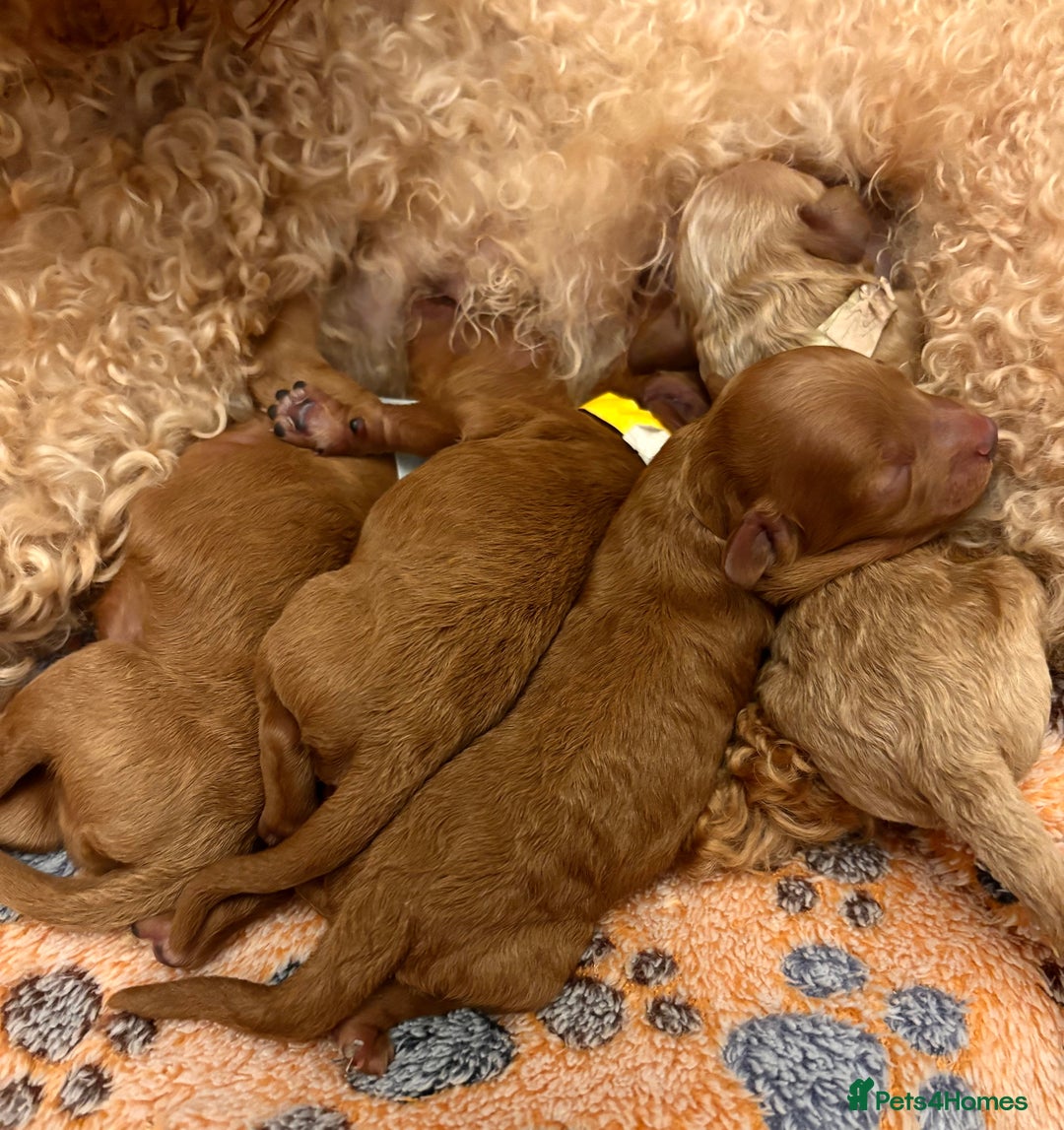 Miniature Poodle dogs for sale: **All Reserved** Stunning Deep Red Mini Poodle - Advert 13