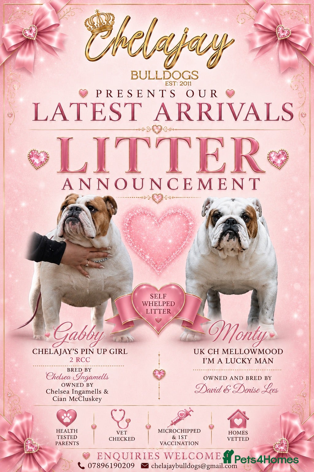 English Bulldog dogs EXCITING LITTER  - Advert 2