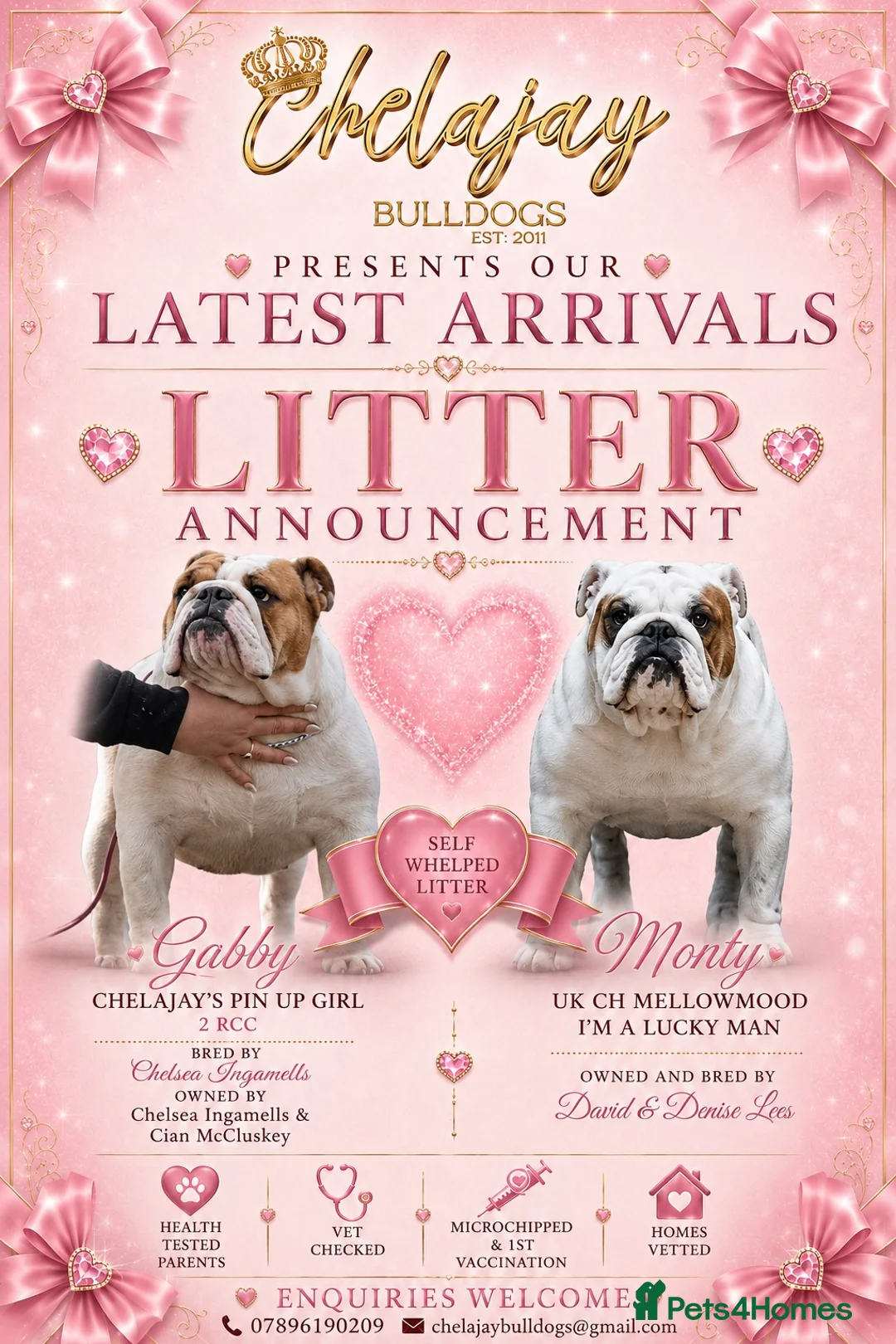 English Bulldog dogs for sale: EXCITING LITTER  - Advert 1