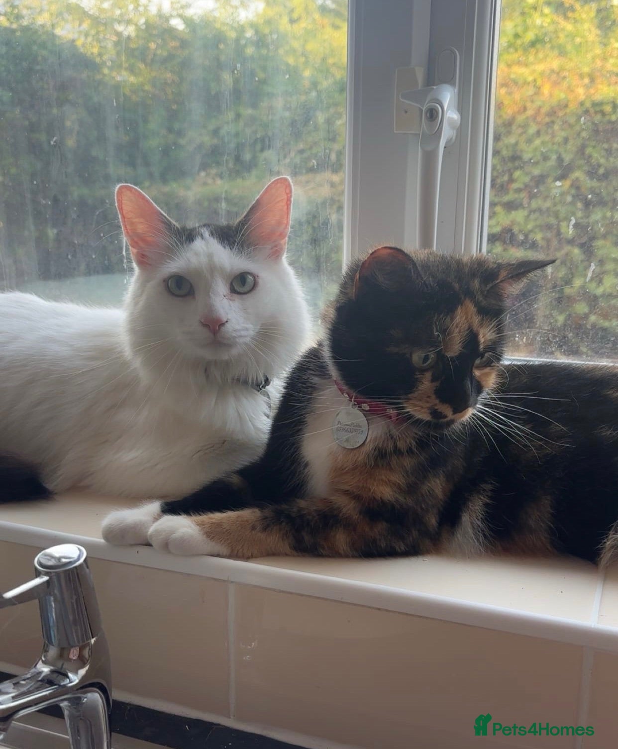 Mixed Breed cats cats for rehoming  - Advert 1