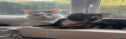 Mixed Breed cats for sale: cats for rehoming  - Advert 1