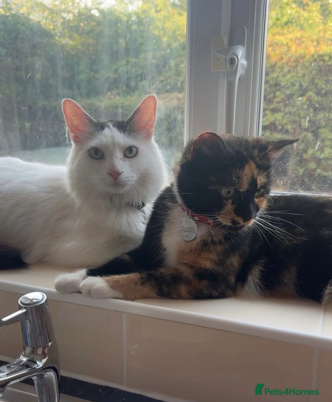 Mixed Breed cats for sale: cats for rehoming  - Advert 1