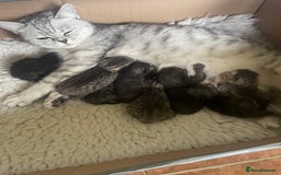 British Shorthair cats for sale: GCCF reg silver British Shorthaired kittens  - Image 2