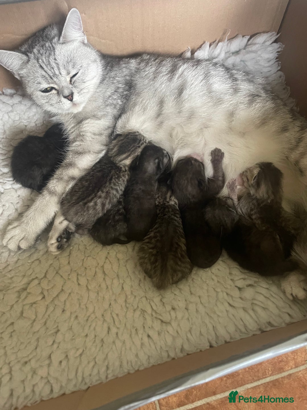 British Shorthair cats for sale: GCCF reg silver British Shorthaired kittens  - Image 2