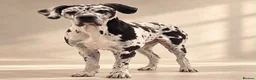 Great Dane dogs for stud: 🤍🖤Proven Stud🖤🤍 KC Harlequin Great Dane 3yrs - Advert 2