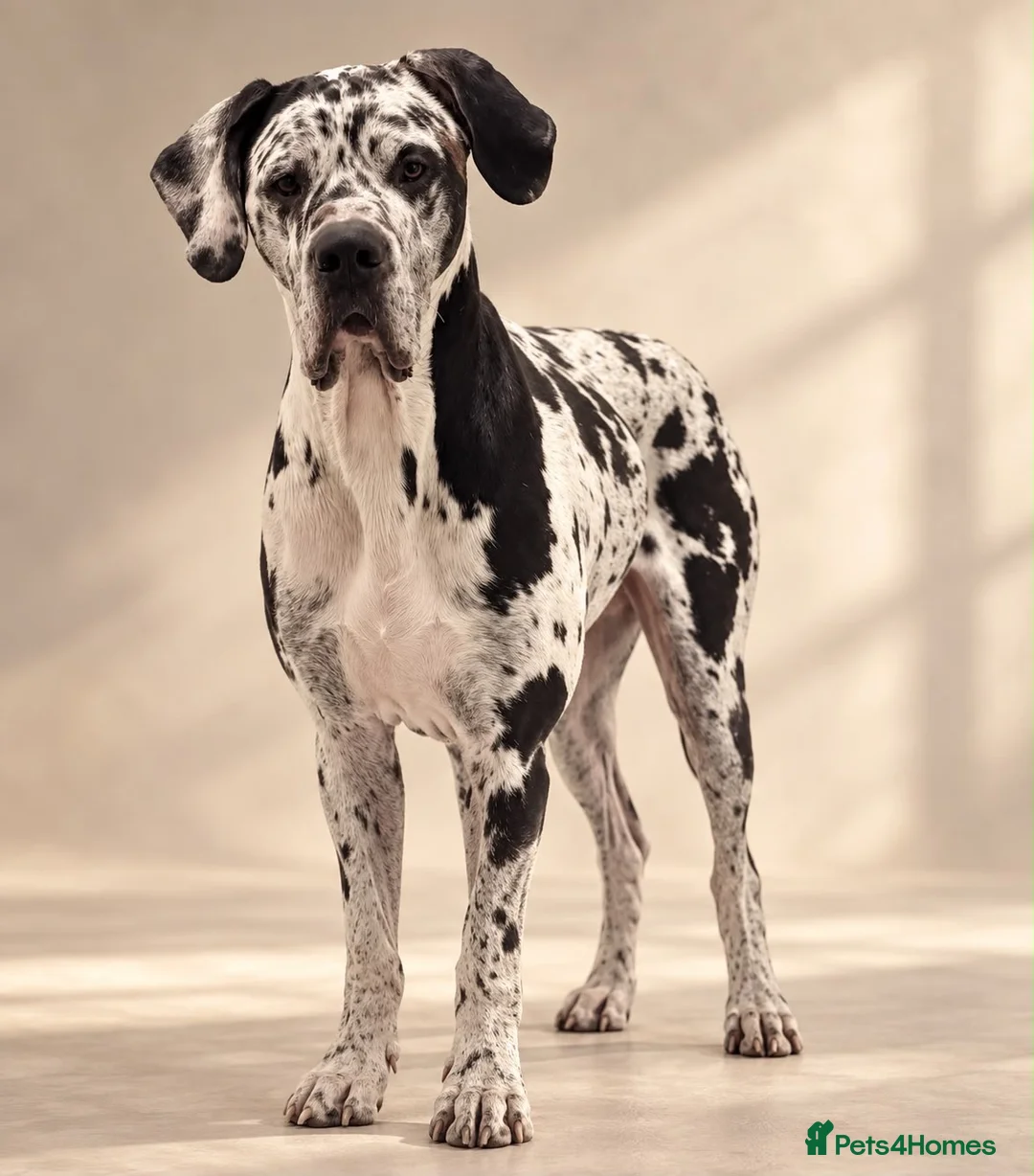 Great Dane dogs for stud: 🤍🖤Proven Stud🖤🤍 KC Harlequin Great Dane 3yrs - Advert 2