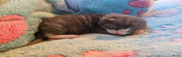 British Shorthair cats for sale: Beautiful British Shorthair Kittens  - Advert 19