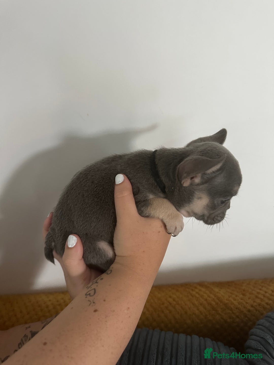 French Bulldog dogs for sale: French Bulldog Fur Babies  - Image 7