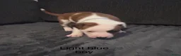 Staffordshire Bull Terrier dogs for sale: Stunning litter of staffies  - Advert 12