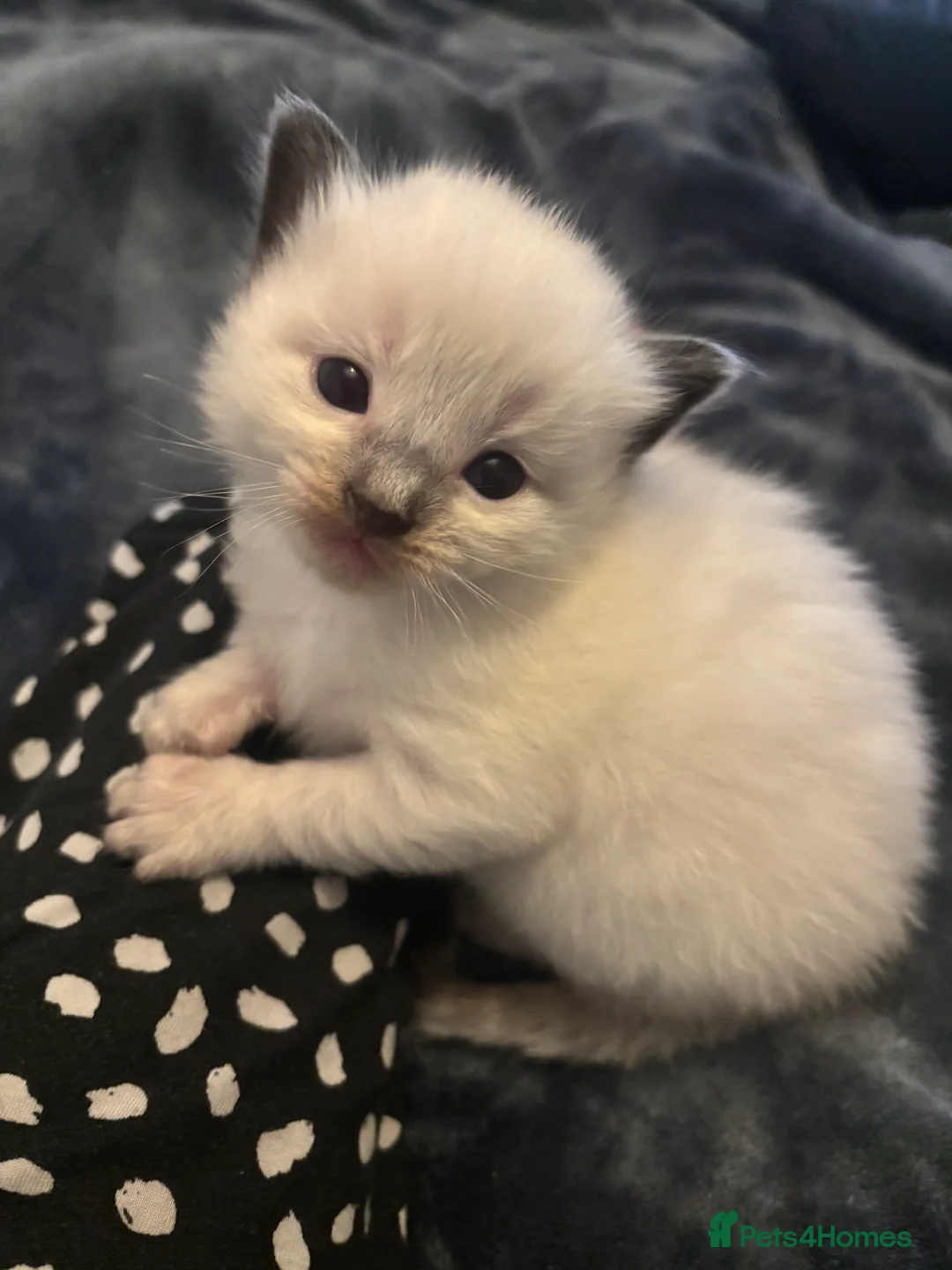 Ragdoll cats for sale: Beautiful ragdoll kittens  - Advert 3
