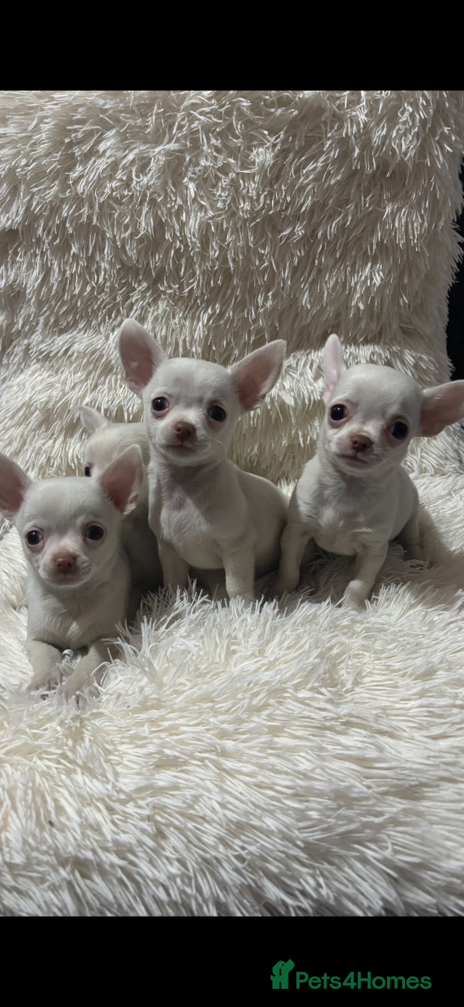 Chihuahua dogs Chihuahua puppy’s ( ready now) - Advert 17