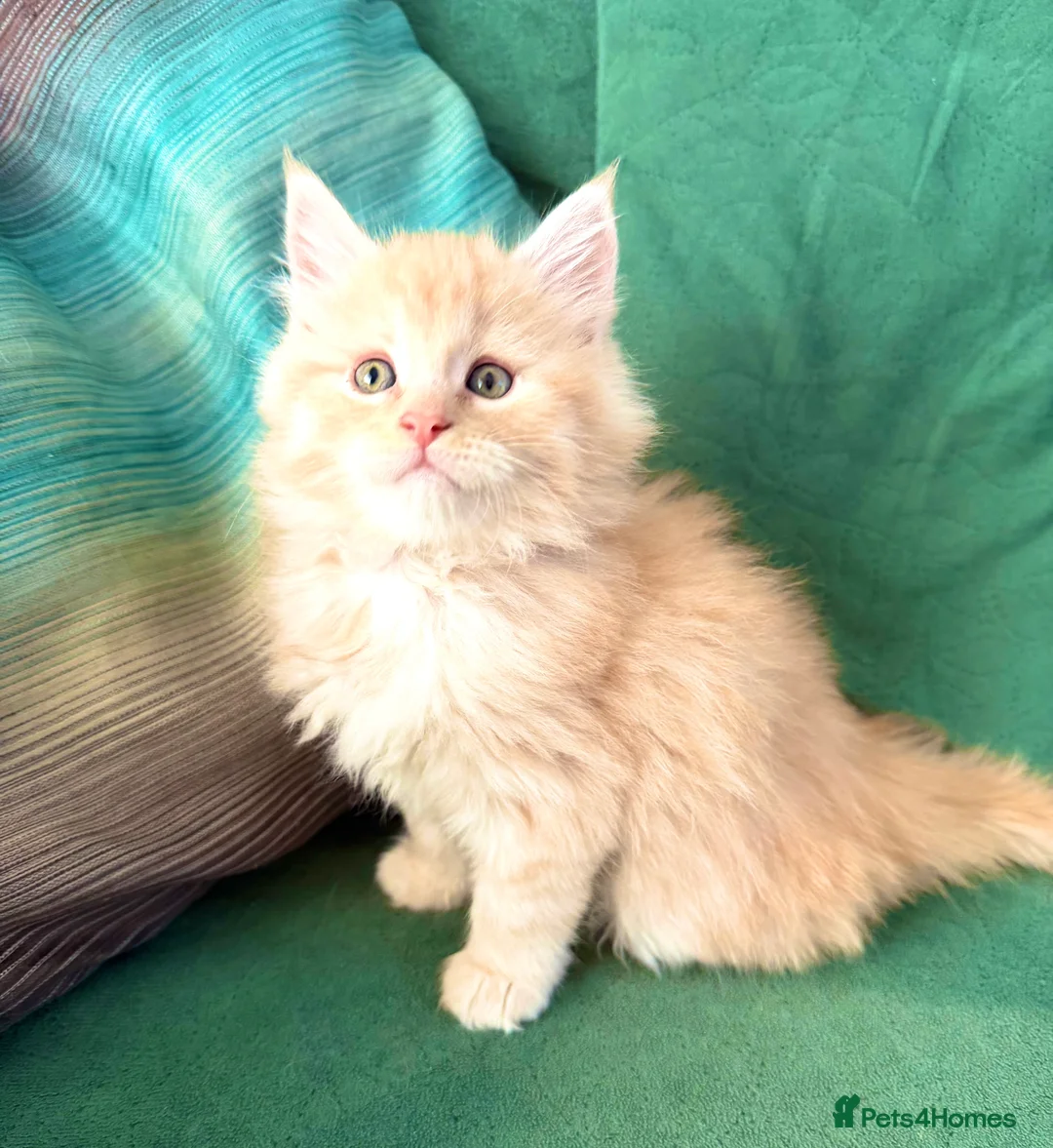 Maine Coon cats for sale: Stunning Maine Coon Kittens - Advert 17