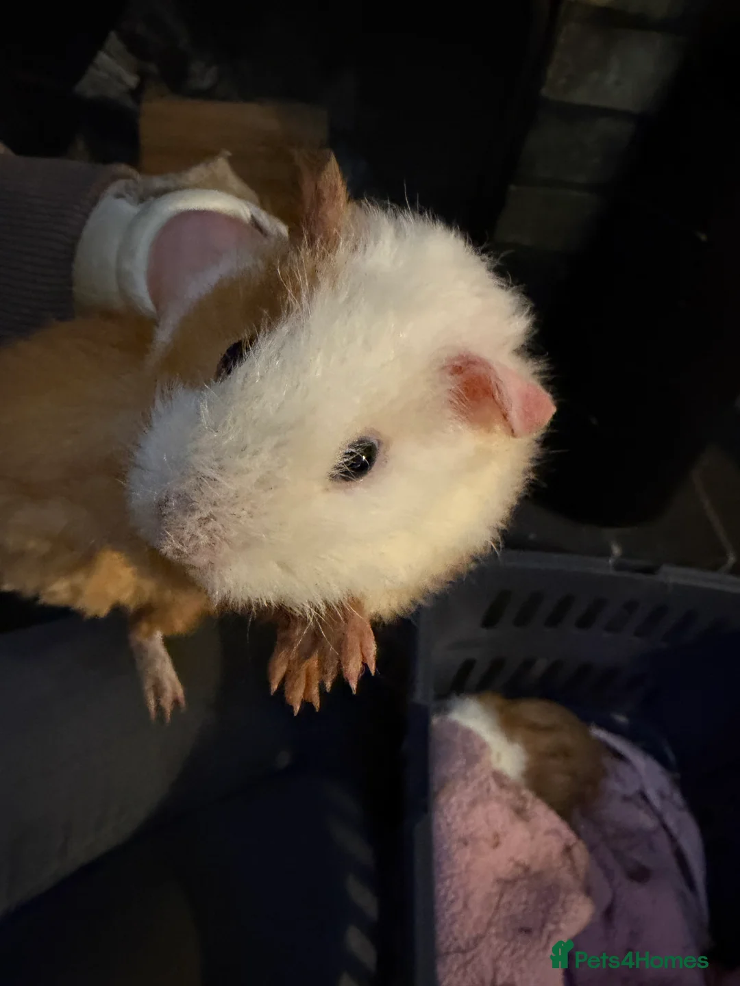 Guinea Pig rodents for sale: Sheltie cross piggies ready to go - Advert 4