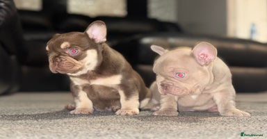 French Bulldog dogs - Advert 6