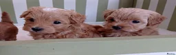 Maltipoo dogs for sale: Exquisite Maltipoo Baby Girls in Heathfield - Advert 3