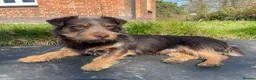 Jack Russell dogs for sale: Much wenlock rough coated Jack Russell’s  - Advert 5
