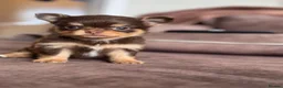 Pomchi dogs for sale: Pomchi puppy 1 GIRL LEFT READY NOW  - Advert 11