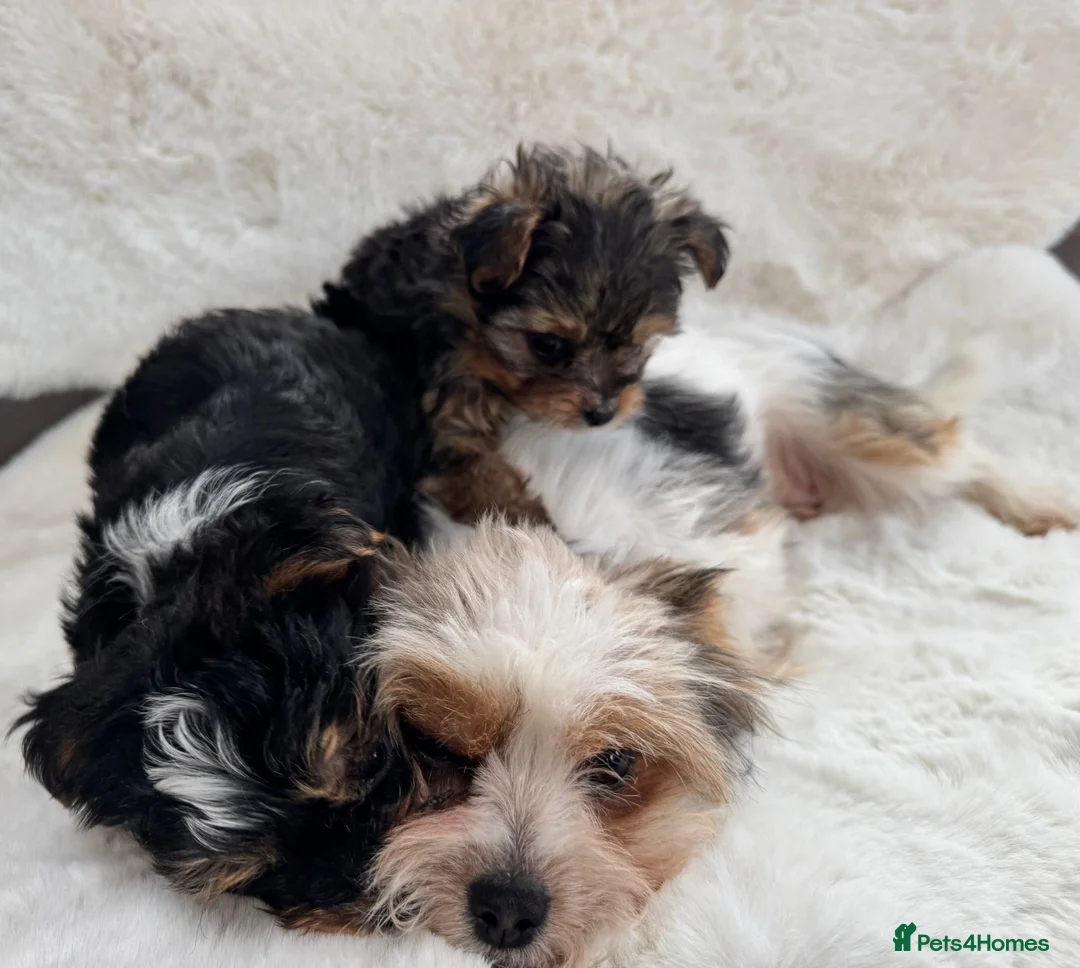 Biewer Terrier dogs for sale: 2 x biewer girls  - Advert 4
