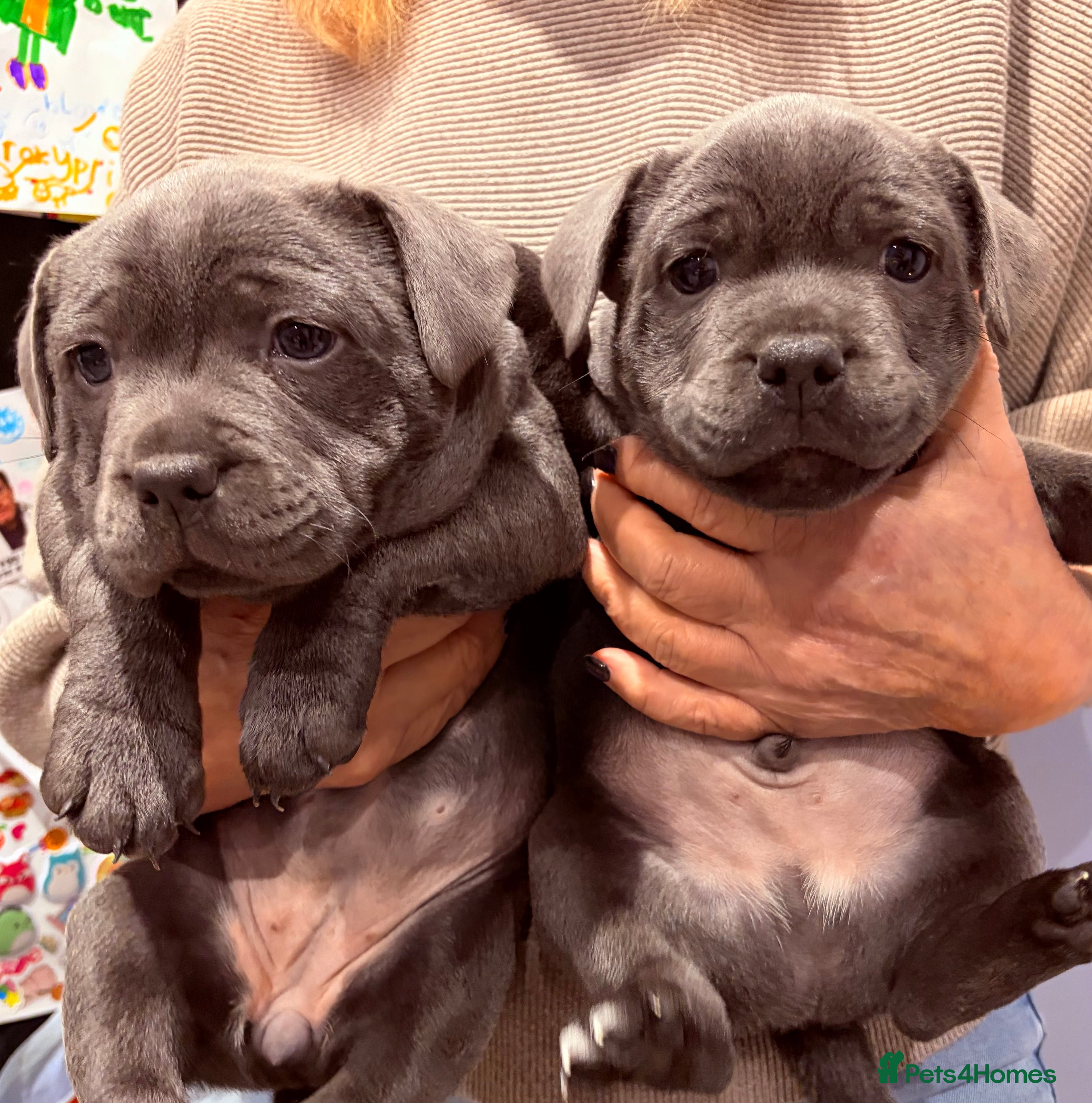 Staffordshire Bull Terrier dogs Blue kc Staffordshire bull terriers  - Advert 11