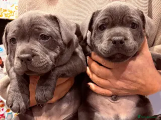 Staffordshire Bull Terrier dogs Blue kc Staffordshire bull terriers - Advert 11