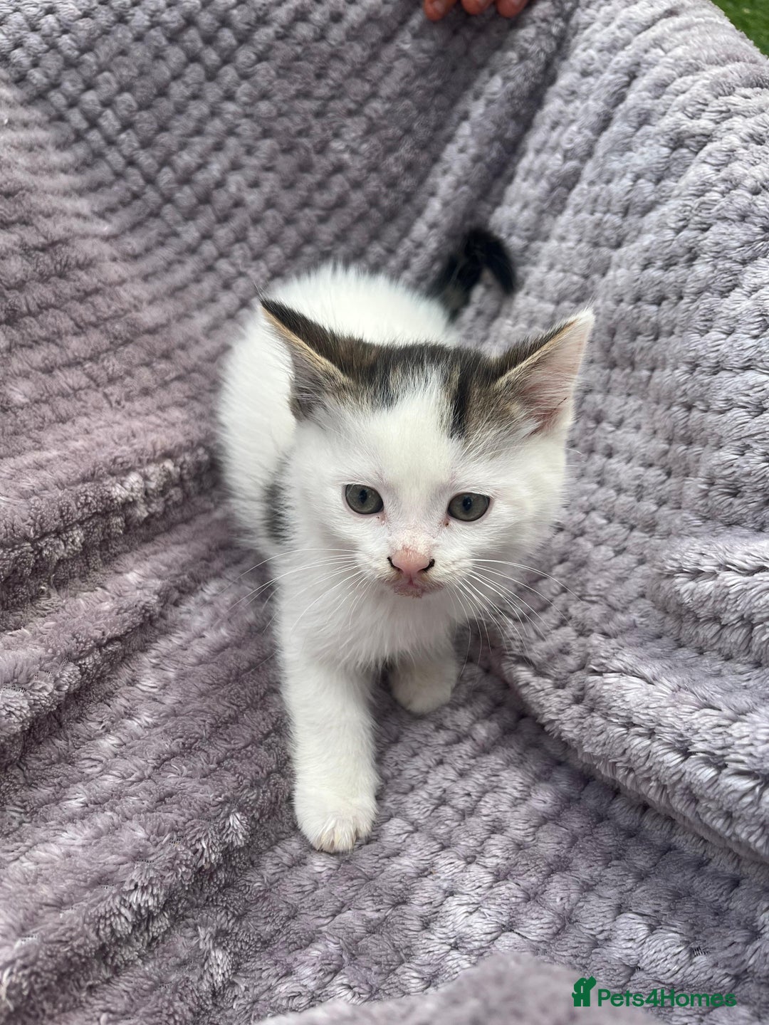 Mixed Breed cats for sale: Adorable kittens and mother looking for a new home - Image 8