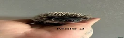 Pygmy Hedgehog rodents for sale: Gorgeous litter for Sale!  - Advert 20