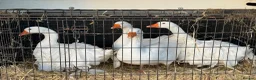 Geese poultry for sale: Sebastopol Goslings  in Malpas - Advert 1