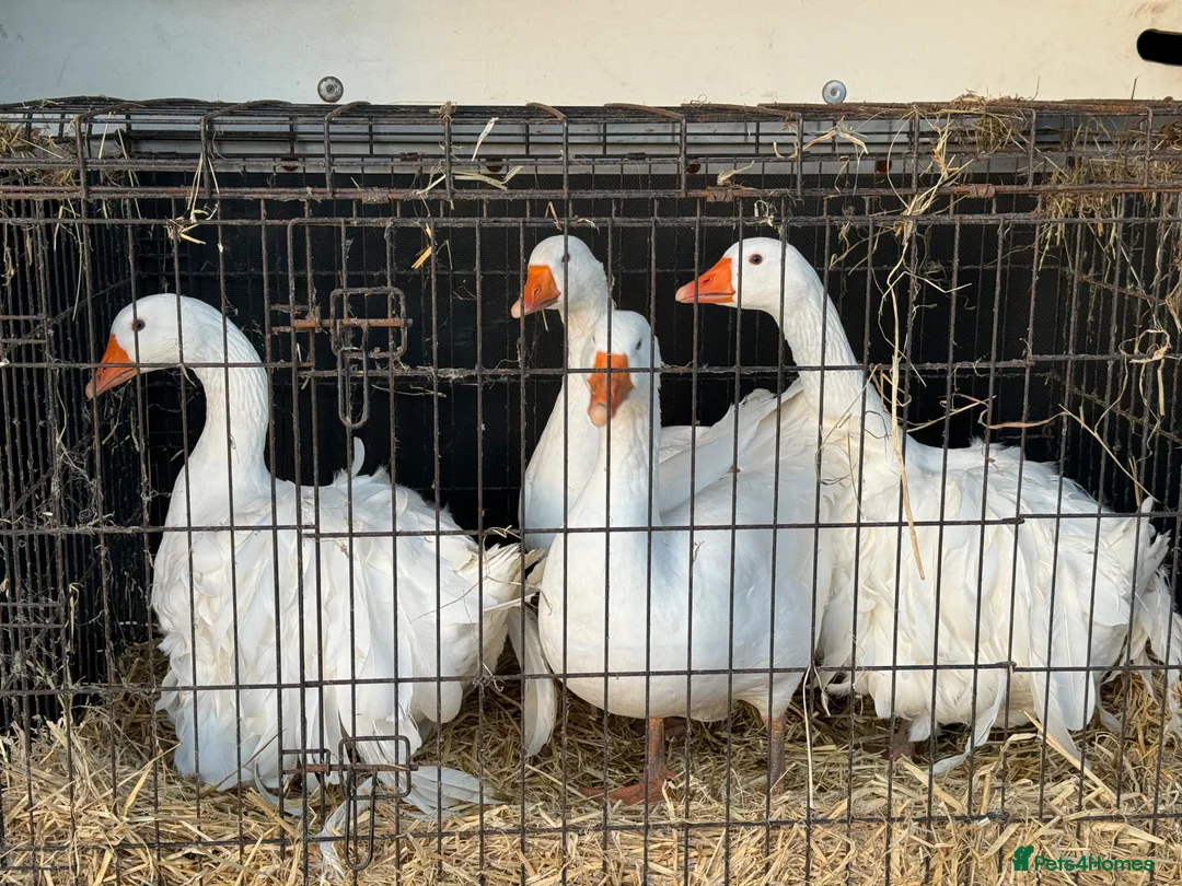 Geese poultry for sale: Sebastopol Goslings  in Malpas - Advert 1