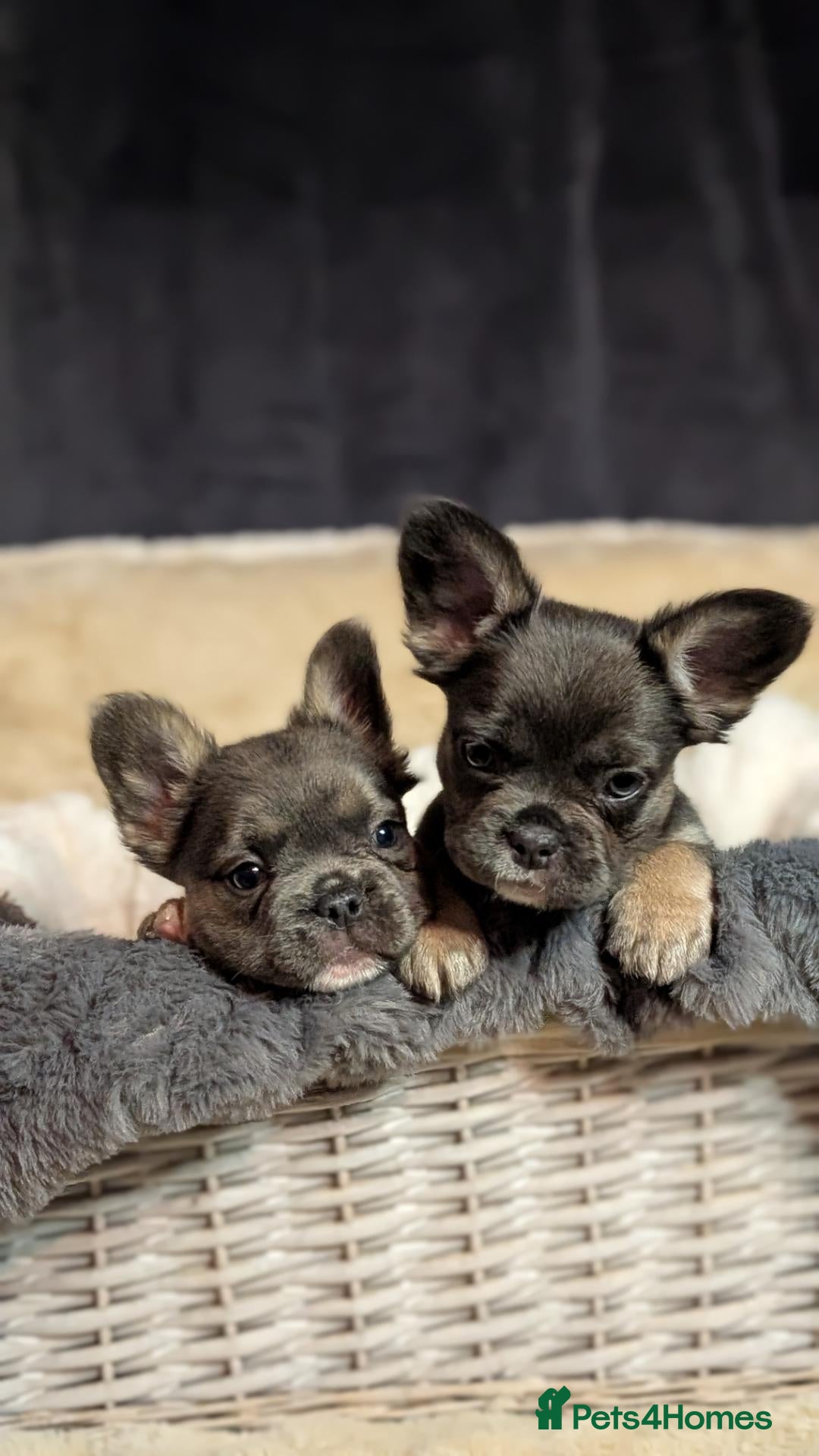 French Bulldog dogs for sale: Betty & Bubbles visual fluffy blue tri lilac tan - Advert 2
