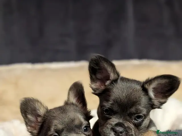 French Bulldog dogs for sale: Betty & Bubbles visual fluffy blue tri lilac tan - Advert 2