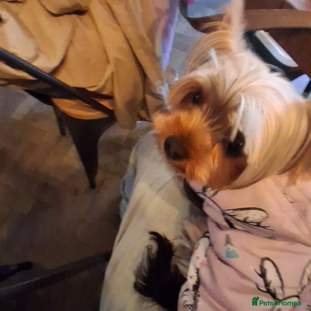 Yorkshire Terrier dogs for sale: The Most beautiful clever girl  - Advert 3