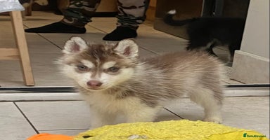 Siberian Husky dogs PREMIUM SIBERIAN HUSKY PUPPIES KC - Advert 2