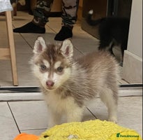 Siberian Husky dogs PREMIUM SIBERIAN HUSKY PUPPIES KC - Advert 2