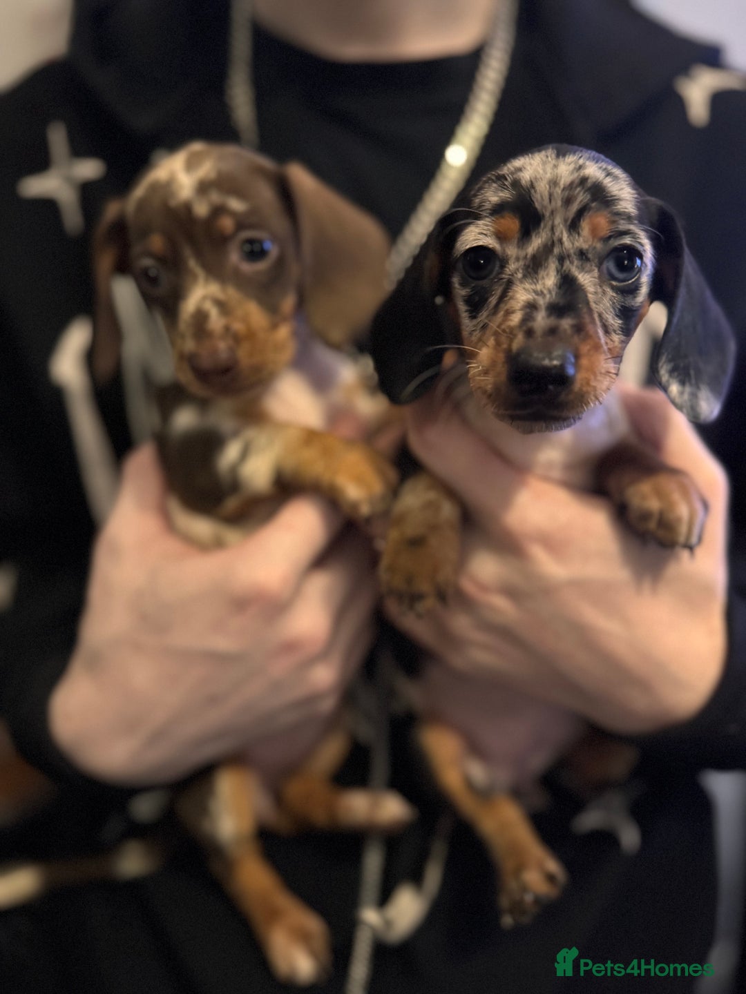 Dachshund dogs for sale: **** Absolutely Stunning Babies **** - Advert 9