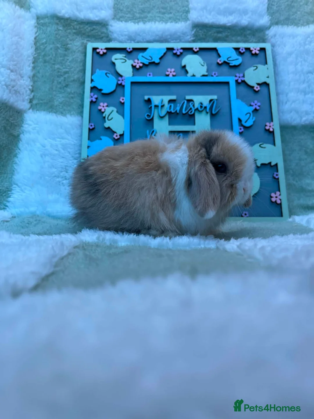 Mini Lop rabbits for sale: Beautiful Mini Lop Litter  - Advert 1