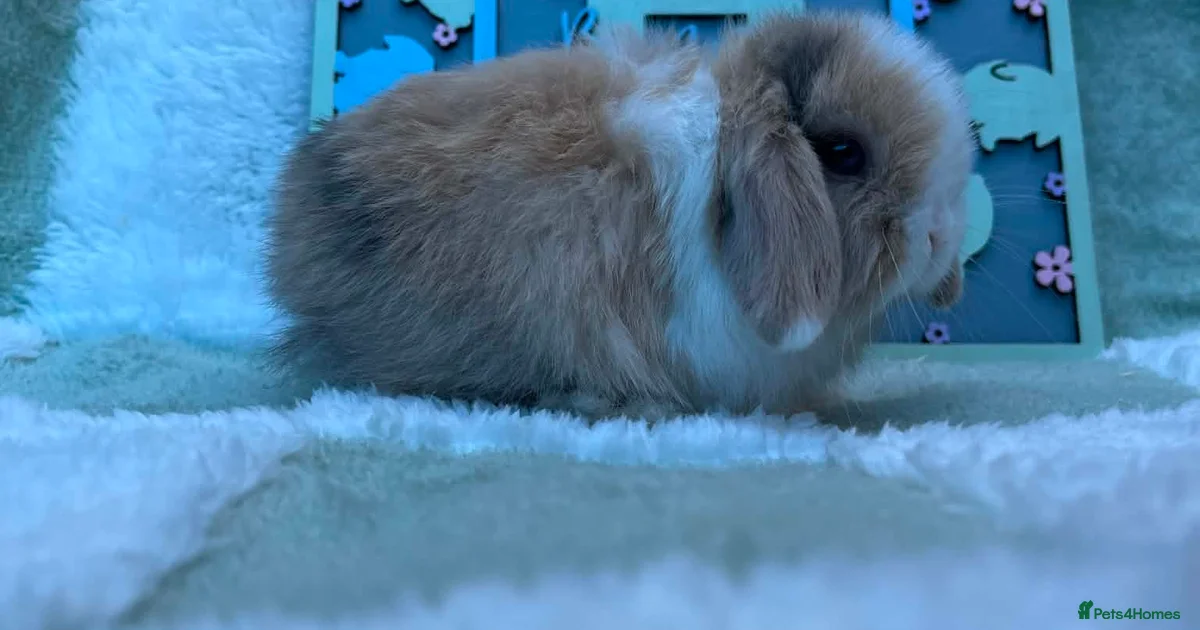 Rabbits for sale | Pets4Homes