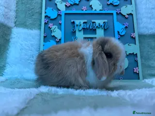 Mini Lop rabbits Beautiful Mini Lop Litter - Advert 1