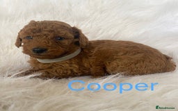 Miniature Poodle dogs for sale: Gorgeous Red Minature Poodles Puppies  - Image 31