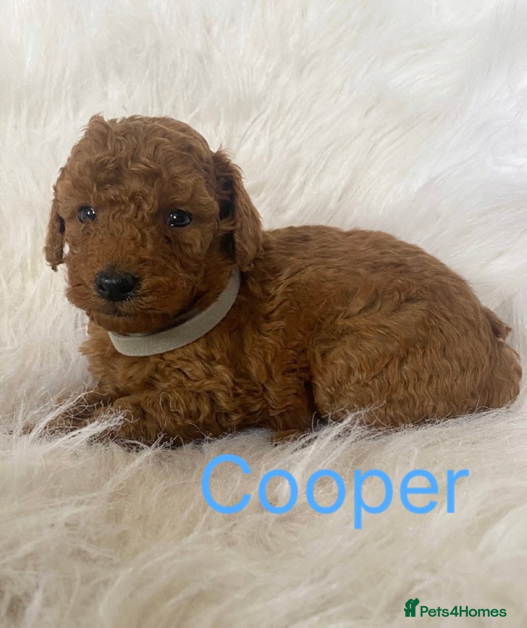Miniature Poodle dogs for sale: Gorgeous Red Minature Poodles Puppies  - Image 31