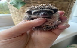 Pygmy Hedgehog rodents for sale: 🎄 Christmas Hoglets | New Litter in the Nest 🦔 - Image 14