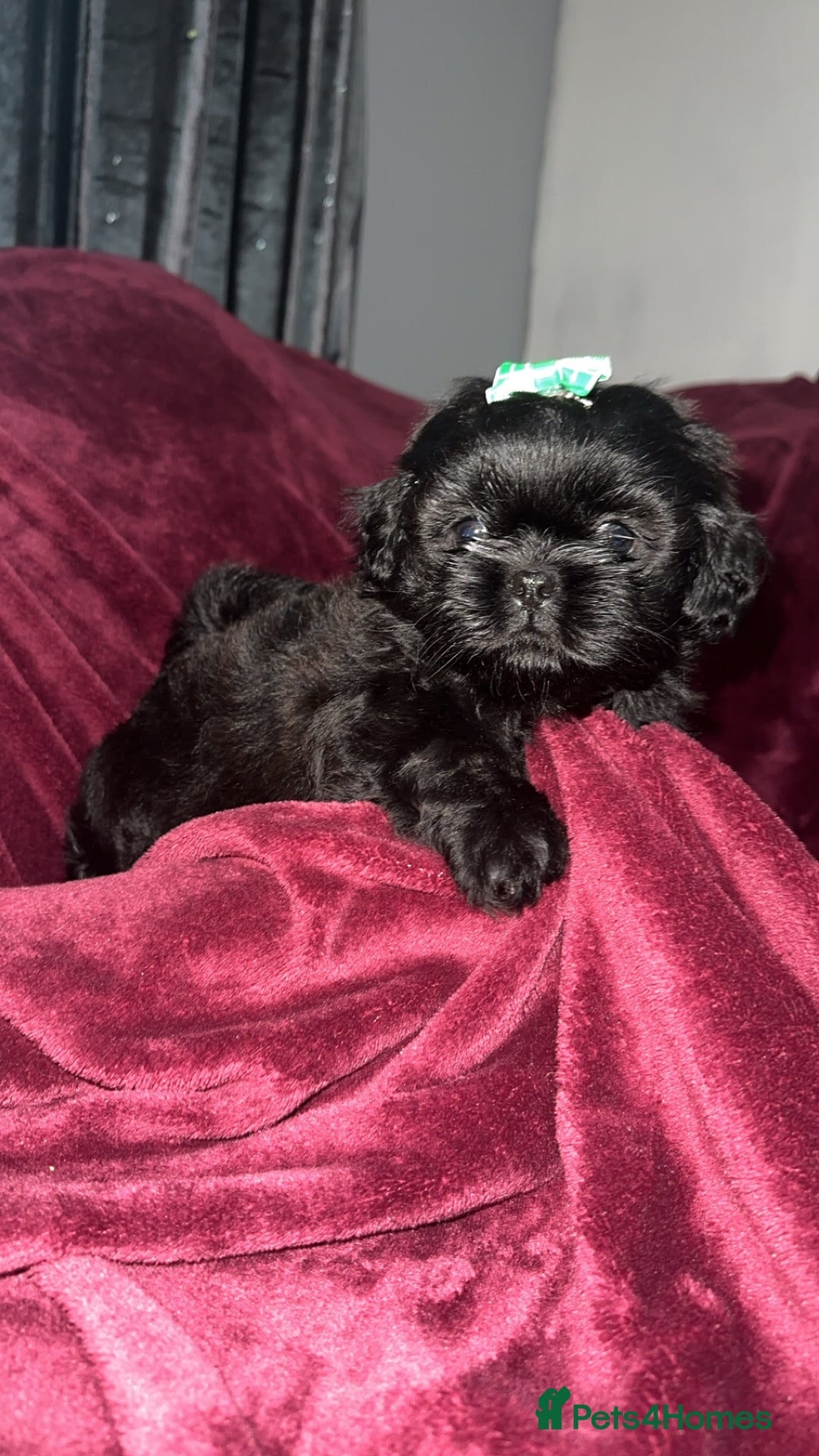 Shih Tzu dogs for sale: Shih Tzu Puppies  - Image 12